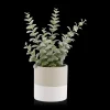 Sale Bouclair Apple Succulent in Two-Toned Ceramic Pot