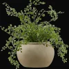 Hot Bouclair Artificial Fern