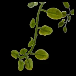 Hot Bouclair Artificial Fern