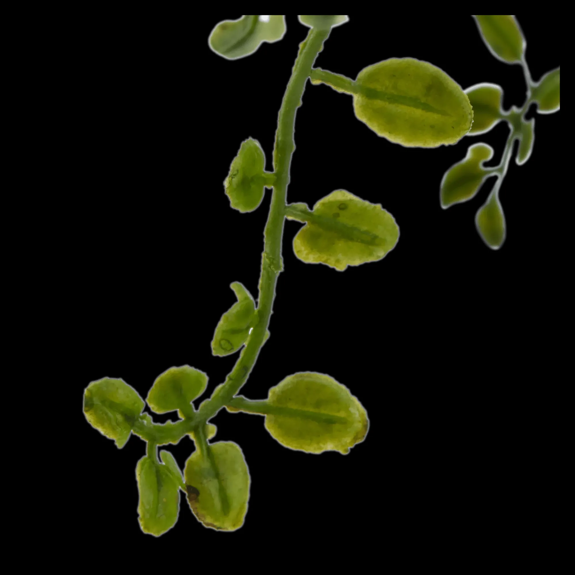 Hot Bouclair Artificial Fern