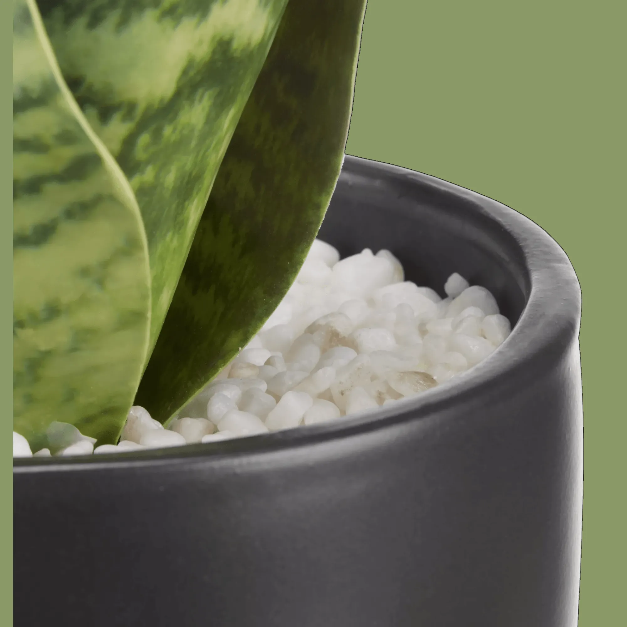Hot Bouclair Artificial Plant in Black Matte Ceramic Pot