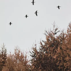 Best Bouclair Birds over Fall Forest Printed Canvas