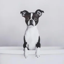 Bouclair Dog in Bathtub Framed Canvas