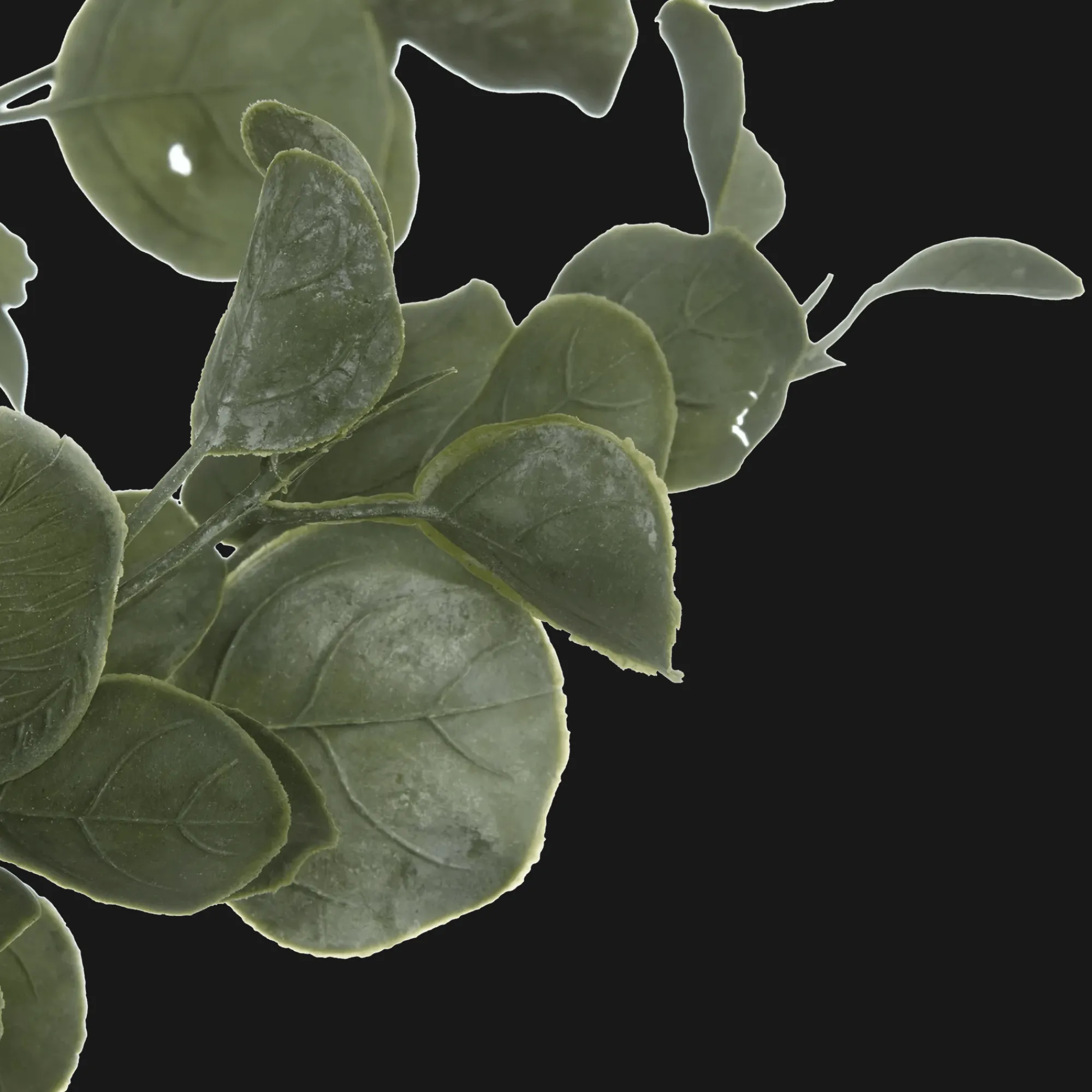 Hot Bouclair Eucalyptus Tree