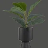 Hot Bouclair Ficus in black ceramic pot