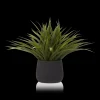 Hot Bouclair Grass in Ceramic Pot