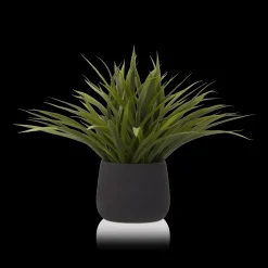 Hot Bouclair Grass in Ceramic Pot