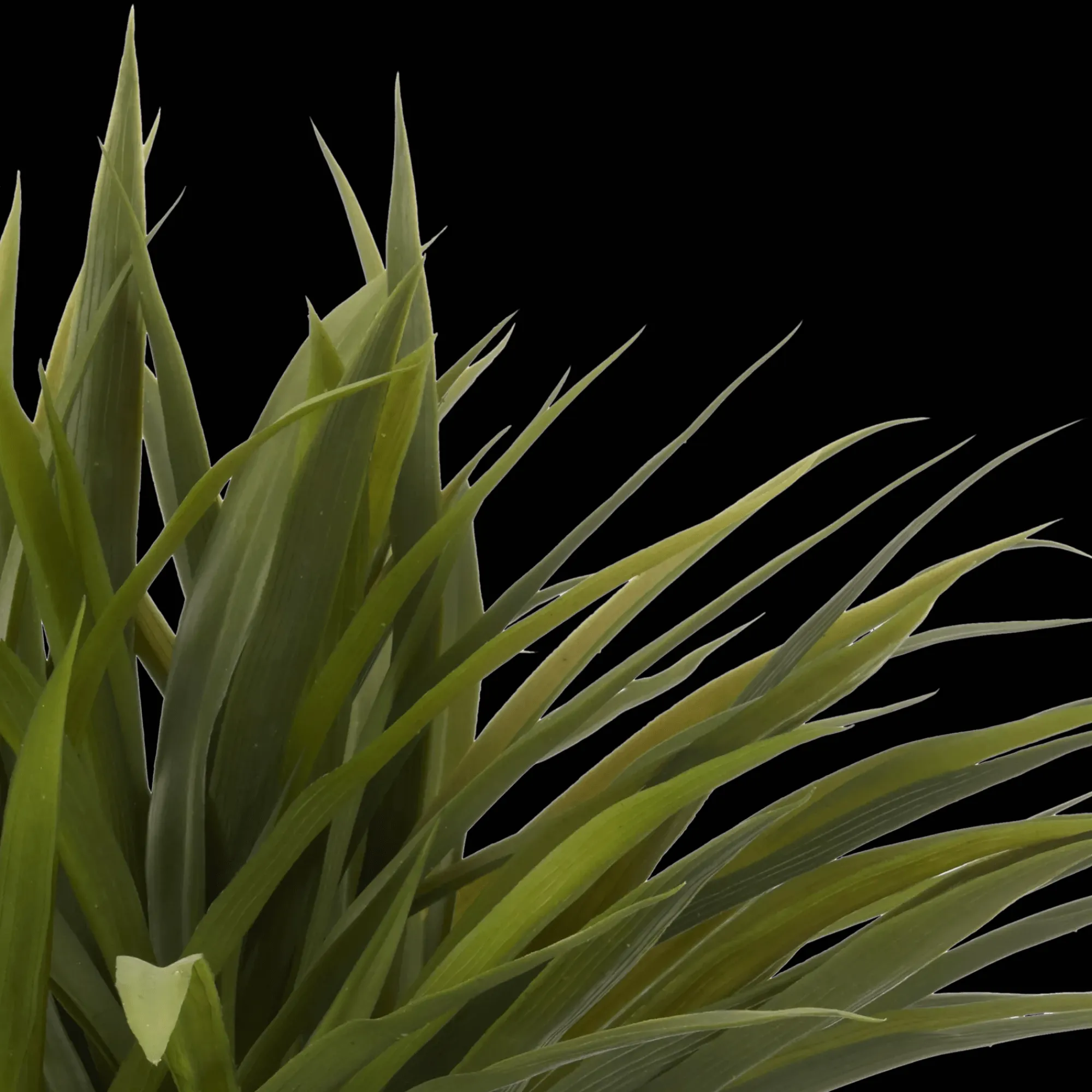 Hot Bouclair Grass in Ceramic Pot