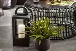 Hot Bouclair Grass in Ceramic Pot