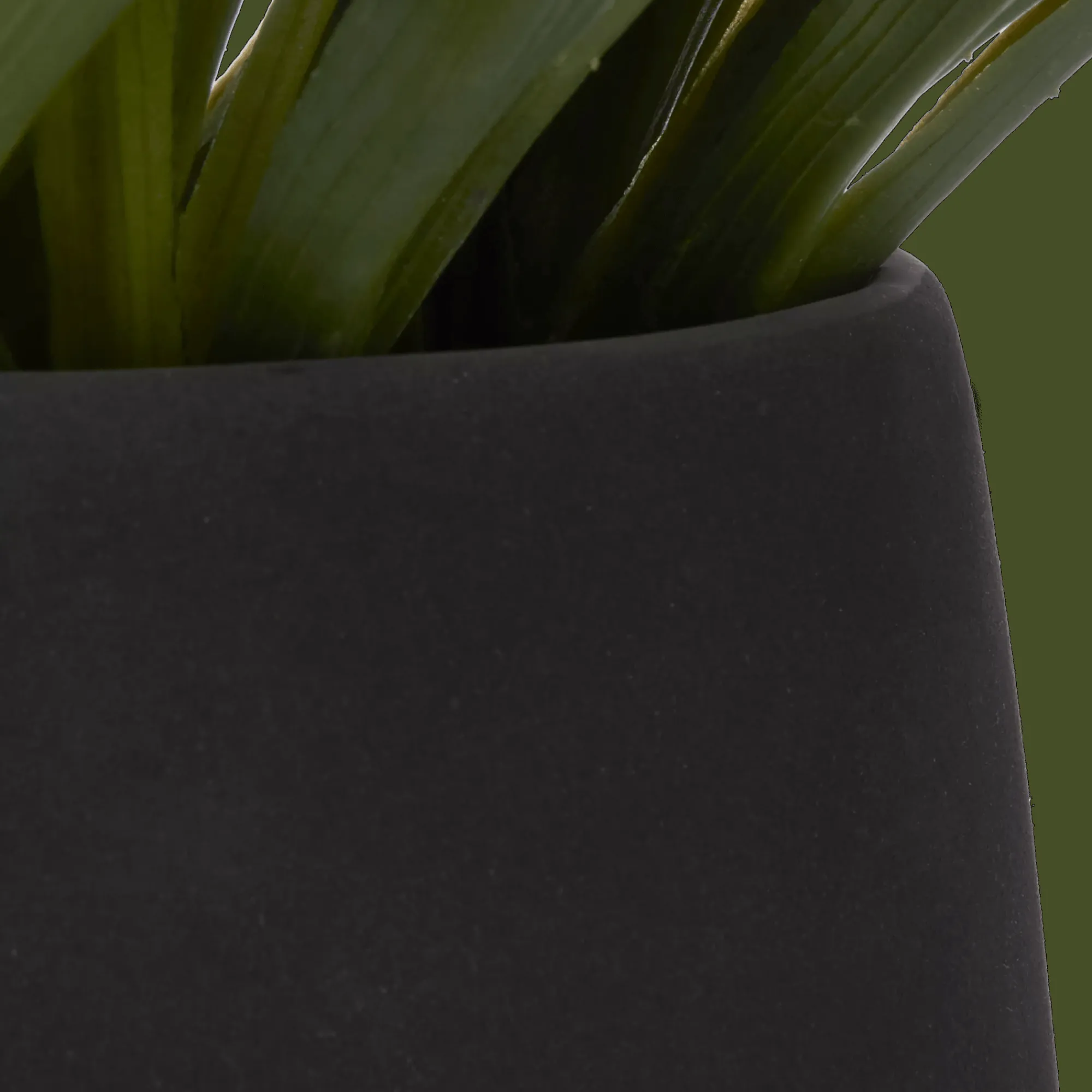 Hot Bouclair Grass in Ceramic Pot