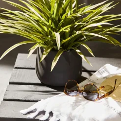 Hot Bouclair Grass in Ceramic Pot