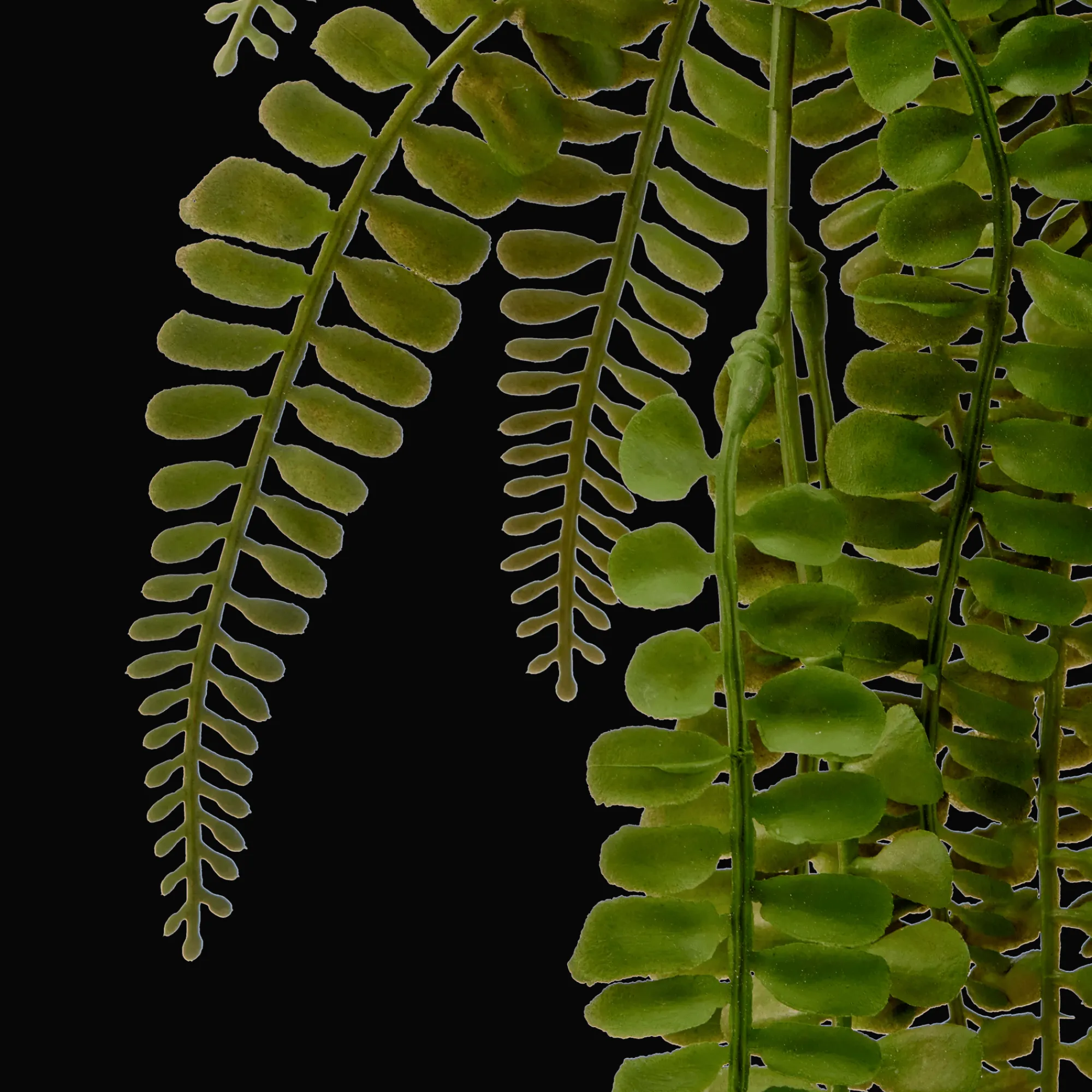 Best Bouclair Hanging Fern