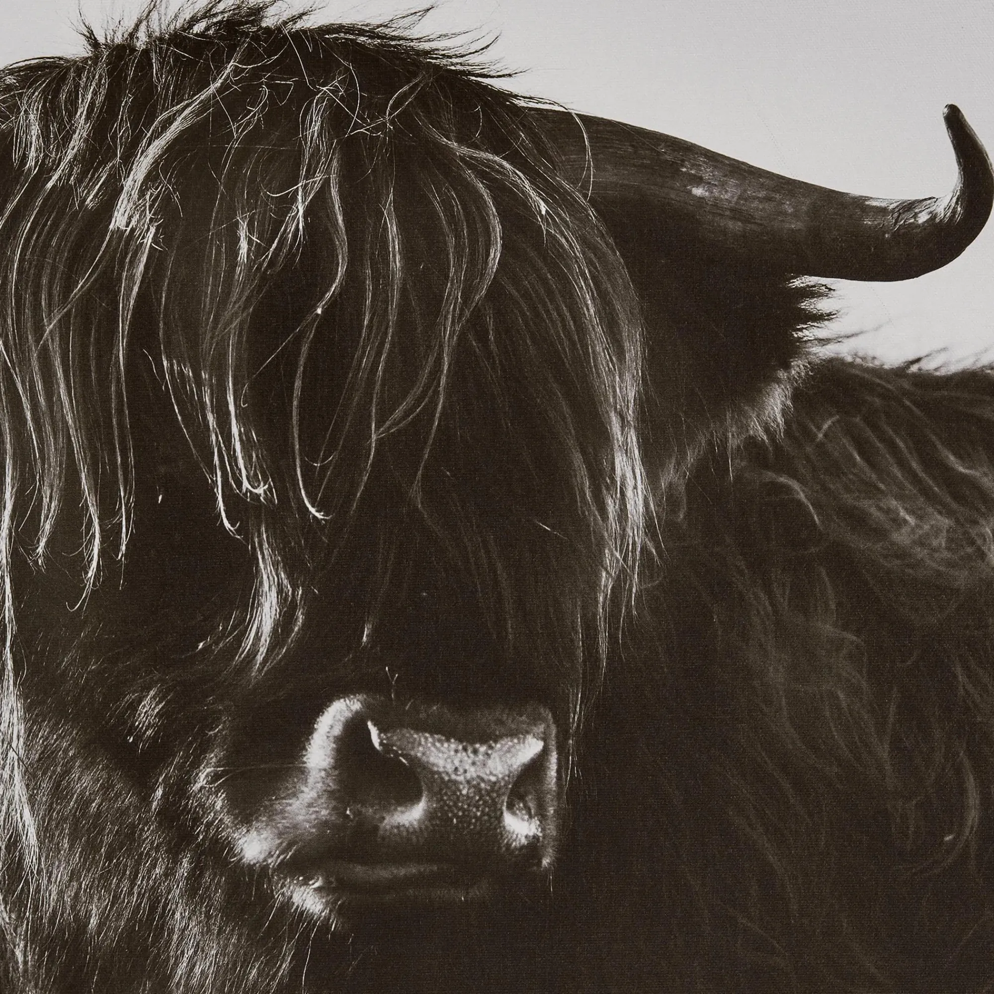 Best Bouclair Highland Cow in Grass Framed Art