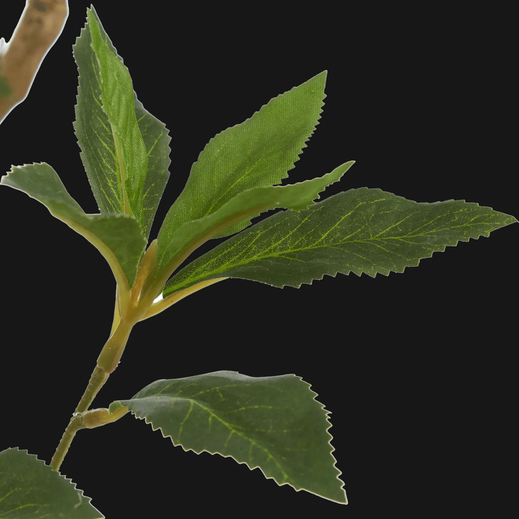 Discount Bouclair Japanese Pieris Tree