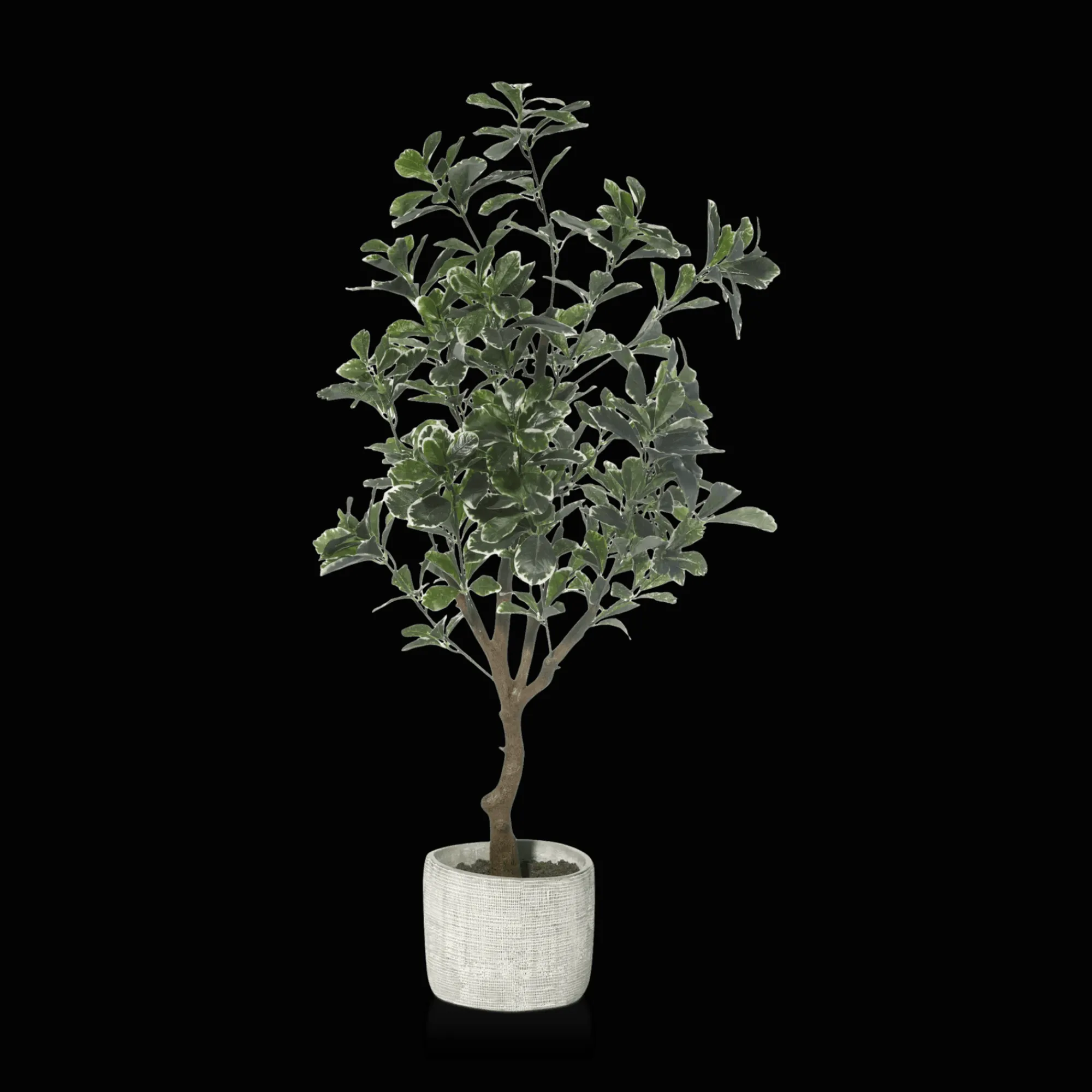 Best Bouclair Large Artificial Aralia Tree