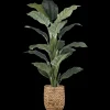 Bouclair Large Ficus in Rattan Pot