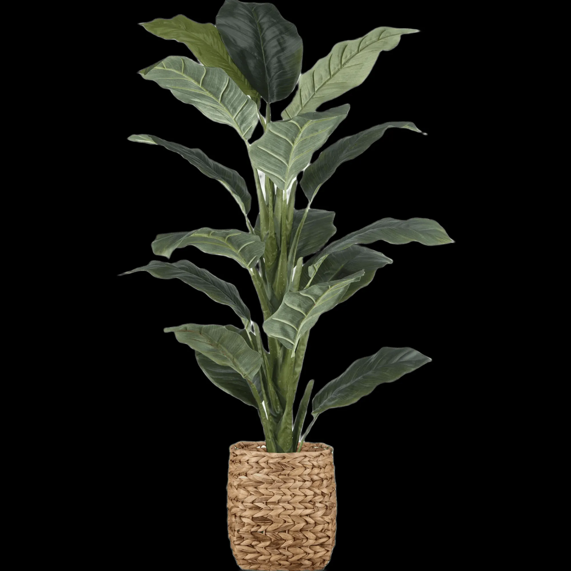 Bouclair Large Ficus in Rattan Pot