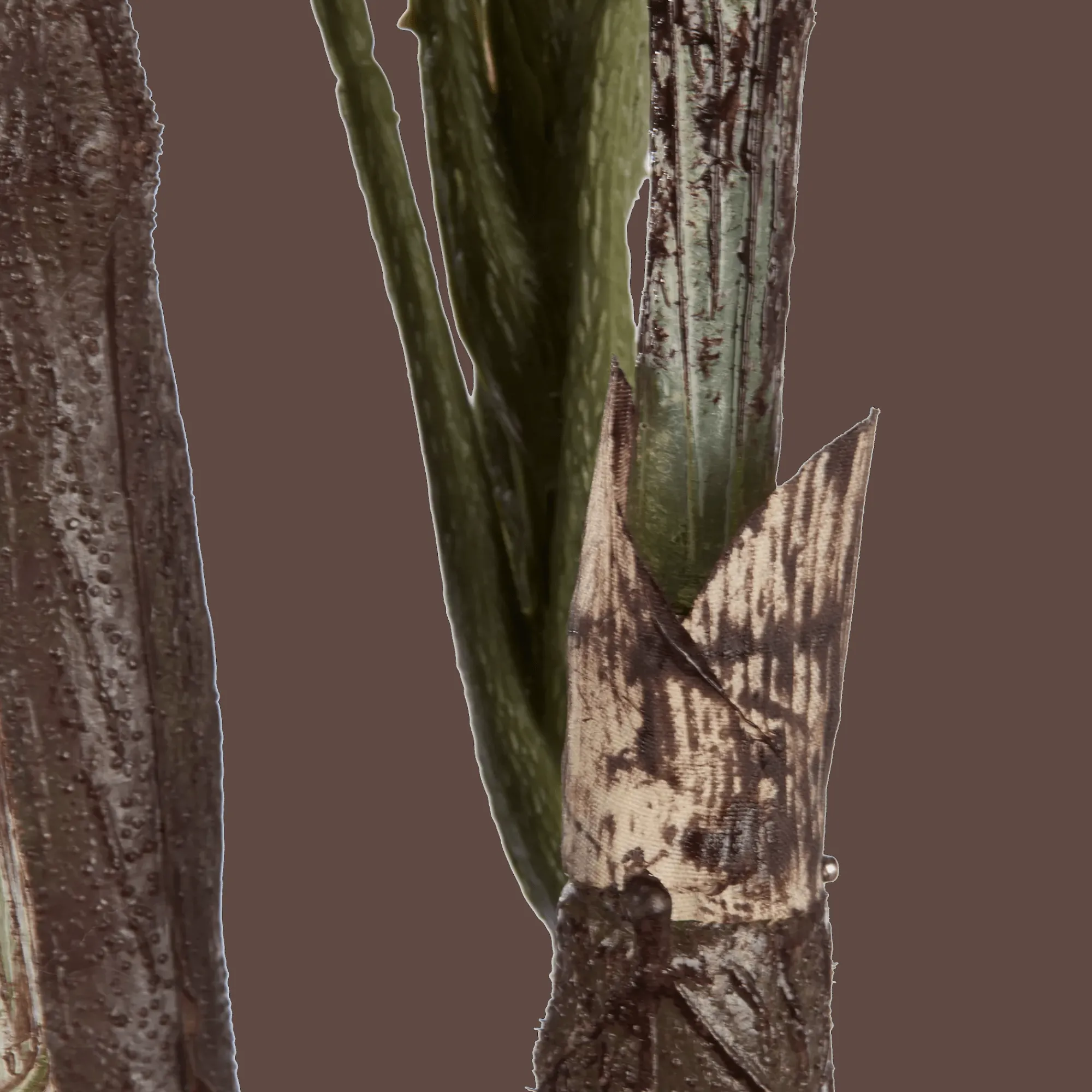 New Bouclair Large Fiddle-Leaf Fig Potted Floor Plant