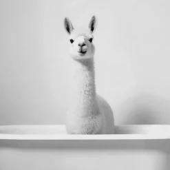Bouclair LLama in Bathtub Printed Framed Canvas