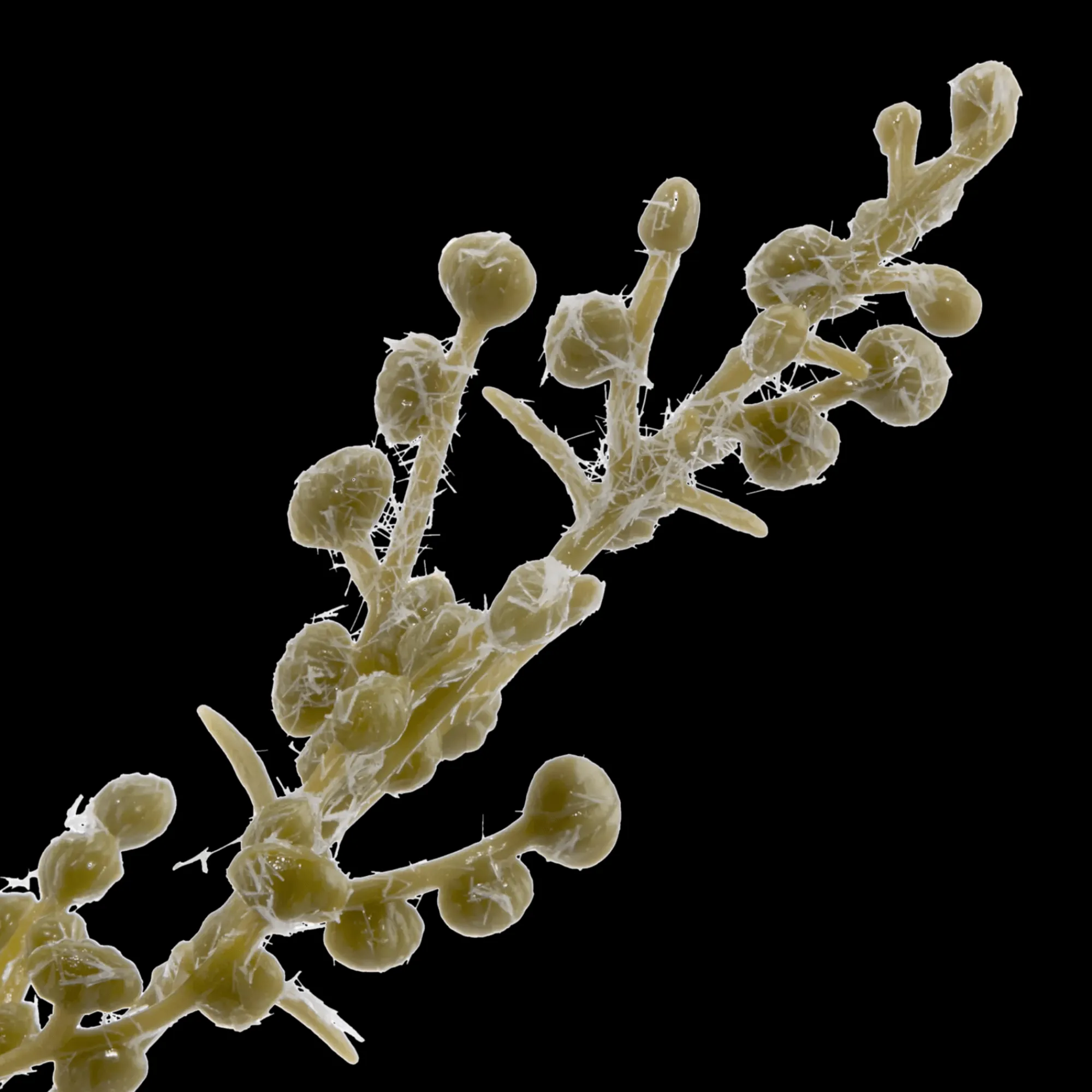 Discount Bouclair Mini Pot of Greenery