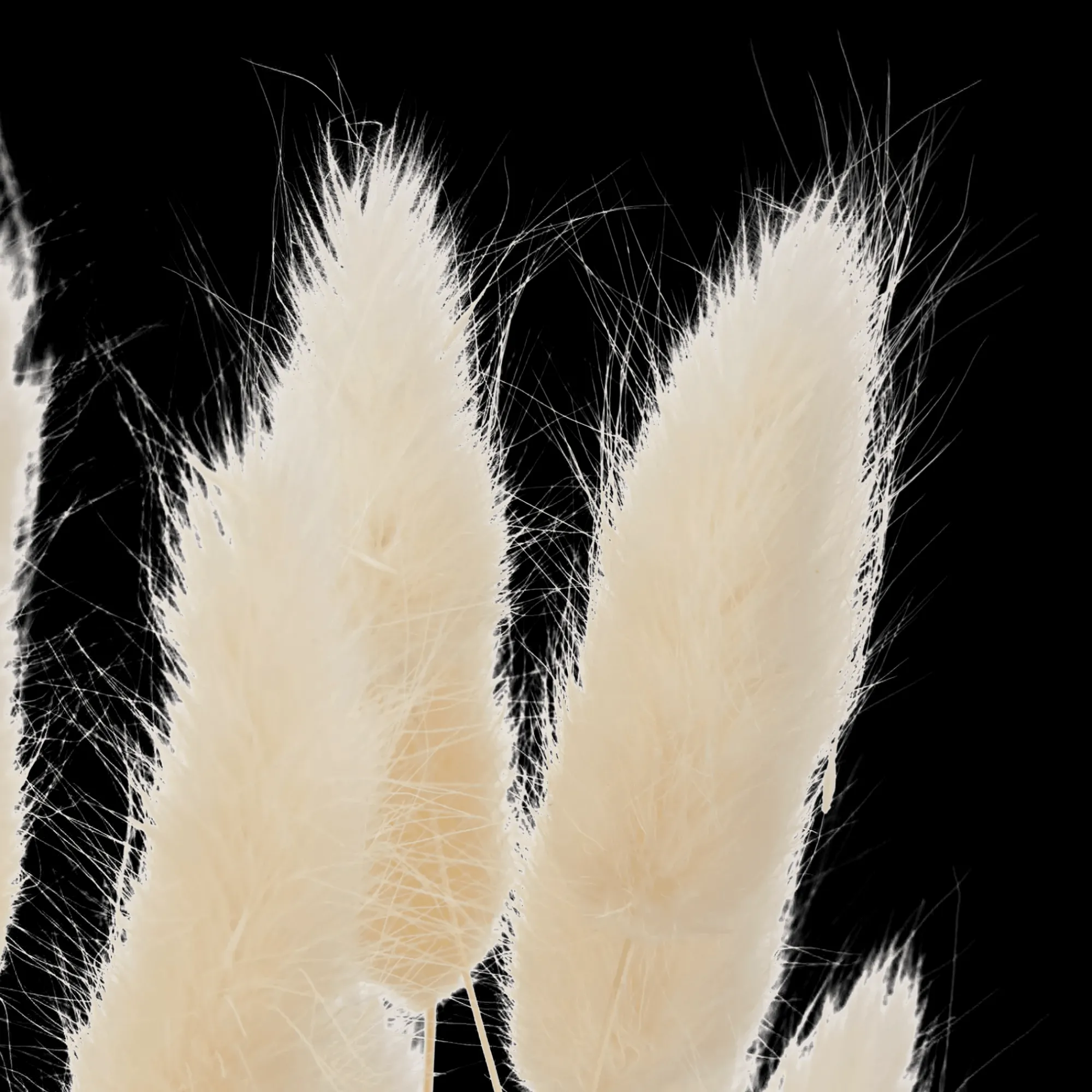 Best Bouclair Natural Wheat Bunch