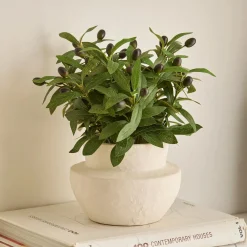 Discount Bouclair Olive Plant in Ceramic Pot