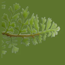 Sale Bouclair Pot with Artificial Fern