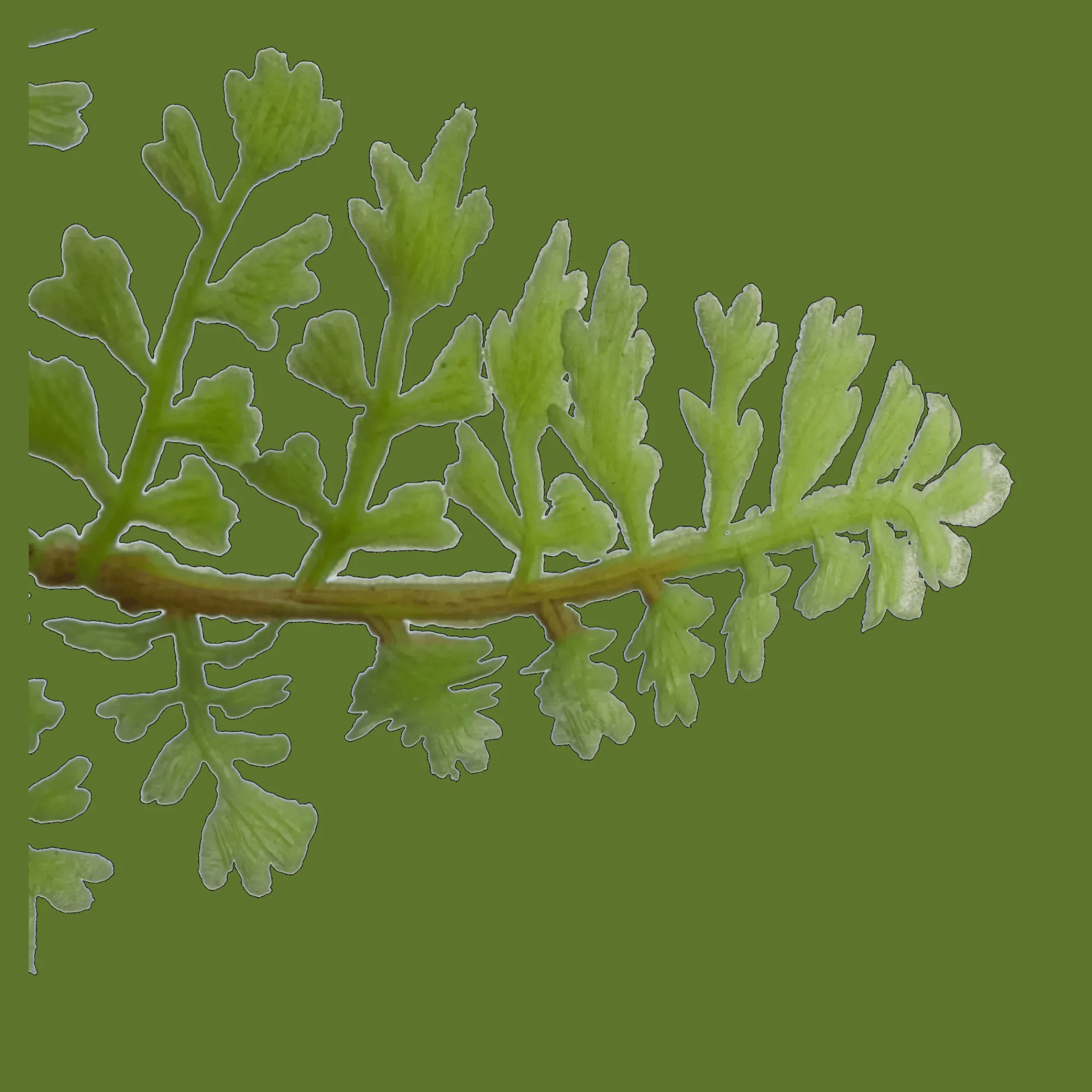 Sale Bouclair Pot with Artificial Fern