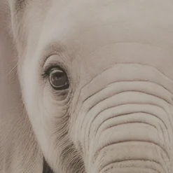 Best Bouclair Set of 2 Animals Framed Canvases