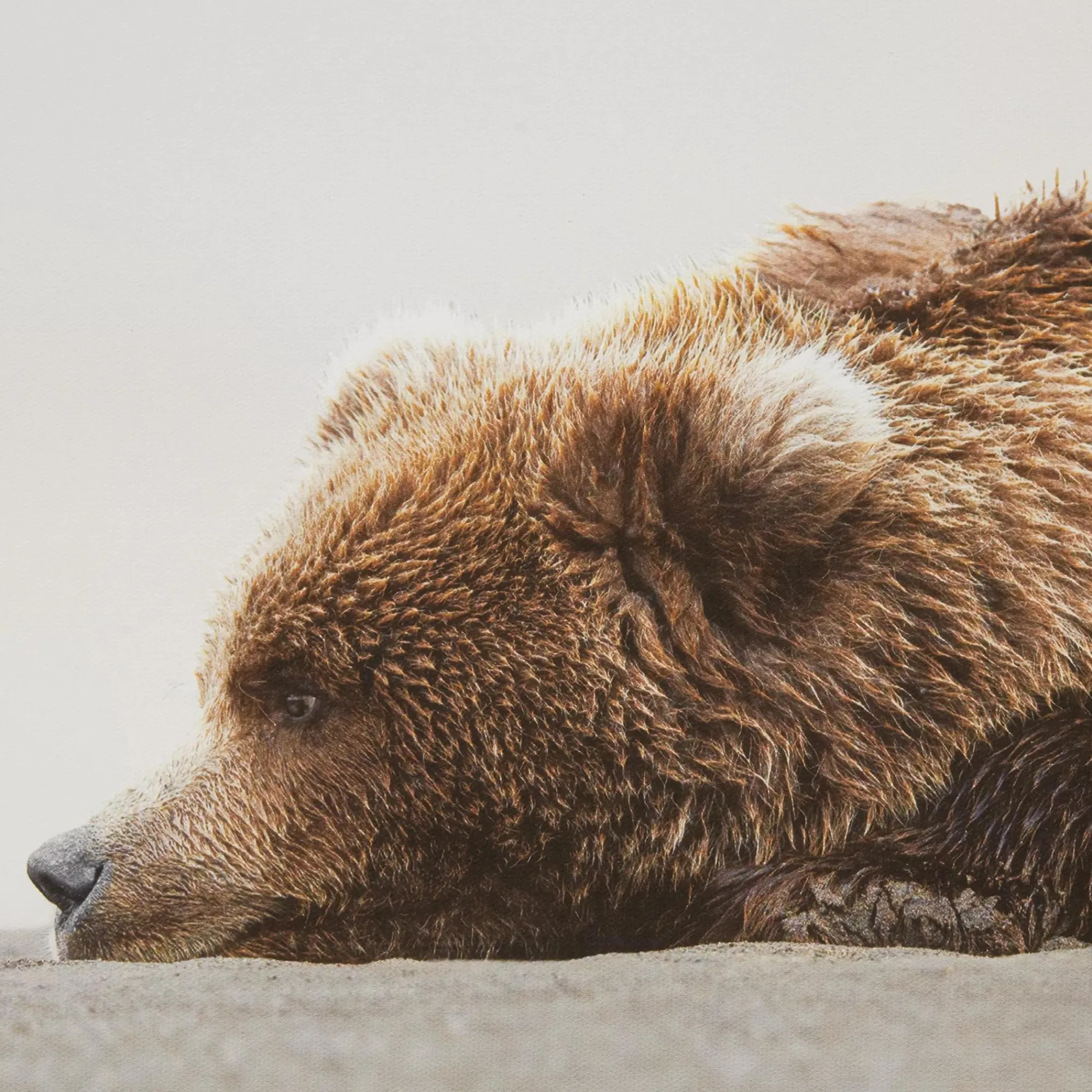 Discount Bouclair Sleeping Bear Printed Framed Canvas