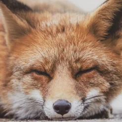 Clearance Bouclair Sleeping Fox Wall Art